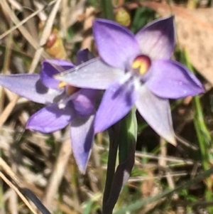 Thelymitra sp. (pauciflora complex) at Burra Creek, NSW - suppressed