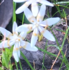 Wurmbea dioica subsp. dioica (Early Nancy) at Burra Creek, NSW - 30 Sep 2023 by SuePolsen