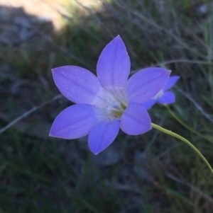 Wahlenbergia sp. at Burra Creek, NSW - 30 Sep 2023