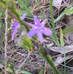 Caesia calliantha at Burra Creek, NSW - 30 Sep 2023