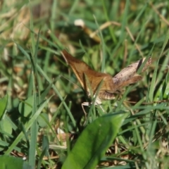 Chrysolarentia mecynata at Mongarlowe, NSW - suppressed