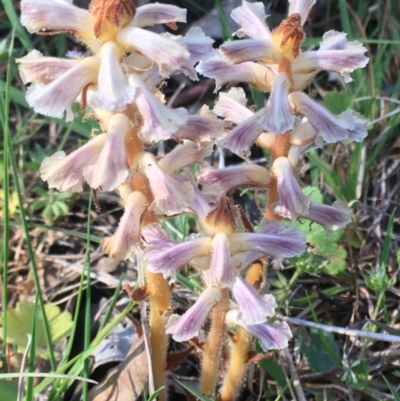 Orobanche minor (Broomrape) at Burra Creek, NSW - 30 Sep 2023 by SuePolsen