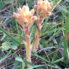 Orobanche minor at Burra Creek, NSW - 30 Sep 2023