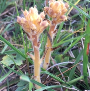 Orobanche minor at Burra Creek, NSW - 30 Sep 2023