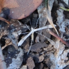 Platyptilia celidotus (Plume Moth) at Mongarlowe, NSW - 30 Sep 2023 by LisaH