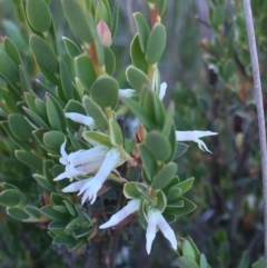 Brachyloma daphnoides (Daphne Heath) at Burra Creek, NSW - 30 Sep 2023 by SuePolsen