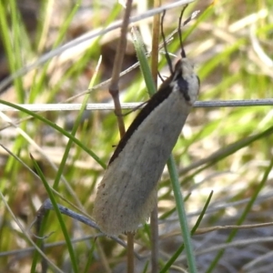 Philobota xiphostola at Rendezvous Creek, ACT - 30 Sep 2023