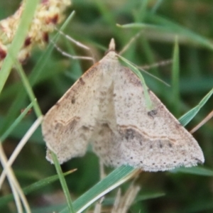 Taxeotis intextata at Mongarlowe, NSW - suppressed