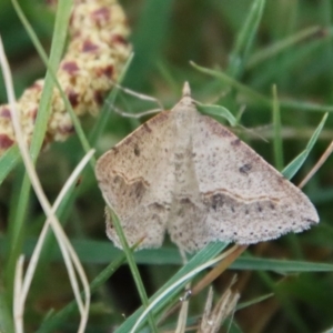 Taxeotis intextata at Mongarlowe, NSW - suppressed