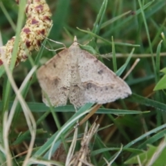 Taxeotis intextata at Mongarlowe, NSW - 30 Sep 2023