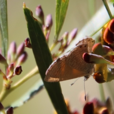 Nacaduba biocellata (Two-spotted Line-Blue) at Mongarlowe, NSW - 30 Sep 2023 by LisaH