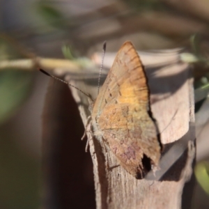 Paralucia aurifera at Mongarlowe, NSW - 30 Sep 2023