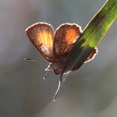 Paralucia aurifera (Bright Copper) at Mongarlowe River - 30 Sep 2023 by LisaH