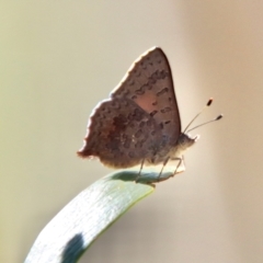 Paralucia aurifera (Bright Copper) at Charleys Forest, NSW - 30 Sep 2023 by LisaH