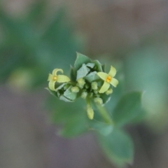 Pimelea curviflora var. gracilis (Curved Rice-flower) at Mongarlowe River - 29 Sep 2023 by LisaH