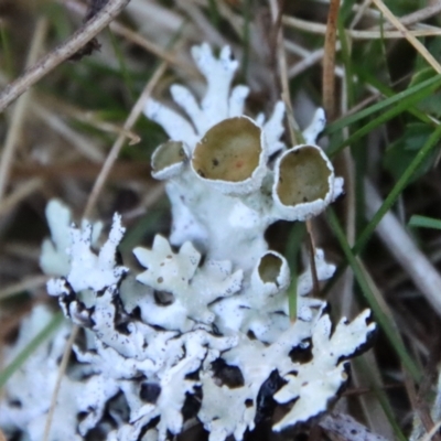 Parmeliaceae (family) (A lichen family) at Mongarlowe, NSW - 30 Sep 2023 by LisaH