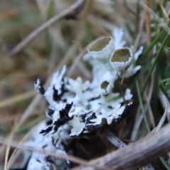 Parmeliaceae (family) at Mongarlowe, NSW - 30 Sep 2023