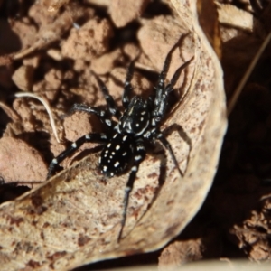 Nyssus albopunctatus at Mongarlowe, NSW - 30 Sep 2023