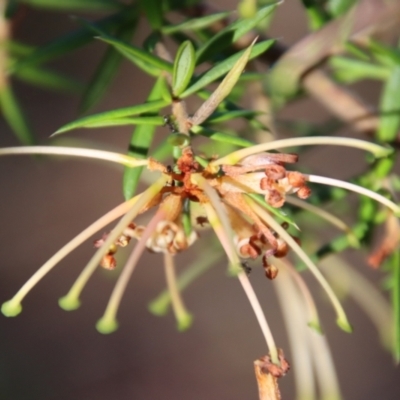 Grevillea juniperina subsp. villosa at Mongarlowe, NSW - 30 Sep 2023 by LisaH