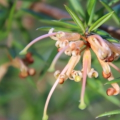 Grevillea juniperina subsp. villosa at Mongarlowe, NSW - suppressed