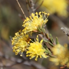 Leionema diosmeum at Mongarlowe, NSW - 30 Sep 2023 by LisaH