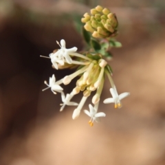 Pimelea linifolia (Slender Rice Flower) at Mongarlowe, NSW - 30 Sep 2023 by LisaH