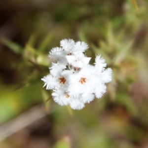 Leucopogon virgatus at Mongarlowe, NSW - suppressed