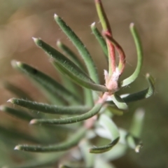 Persoonia mollis subsp. livens by LisaH