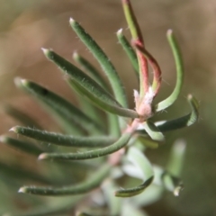 Unidentified Other Wildflower or Herb at Mongarlowe River - 30 Sep 2023 by LisaH