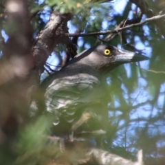 Strepera versicolor (Grey Currawong) at Mongarlowe River - 29 Sep 2023 by LisaH