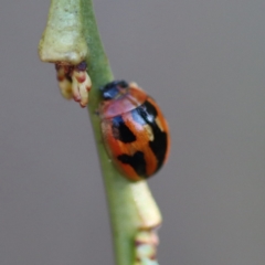 Peltoschema festiva (Leaf Beetle) at Mongarlowe, NSW - 29 Sep 2023 by LisaH