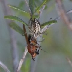 Oxyopes gracilipes (Graceful-legs Lynx Spider) at Mongarlowe River - 29 Sep 2023 by LisaH