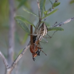 Oxyopes gracilipes at Mongarlowe, NSW - suppressed