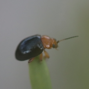 Nisotra sp. (genus) at QPRC LGA - 29 Sep 2023