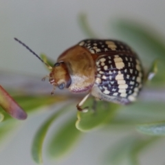 Paropsis pictipennis (Tea-tree button beetle) at Mongarlowe, NSW - 29 Sep 2023 by LisaH