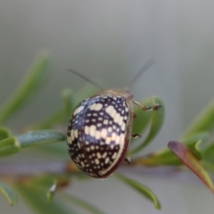 Paropsis pictipennis at Mongarlowe, NSW - suppressed