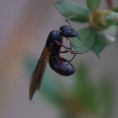 Formicidae (family) (Unidentified ant) at Mongarlowe River - 29 Sep 2023 by LisaH