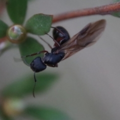 Polyrhachis sp. (genus) at Mongarlowe, NSW - suppressed