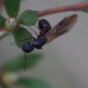 Polyrhachis sp. (genus) at Mongarlowe, NSW - suppressed