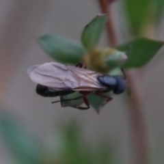 Formicidae (family) at Mongarlowe, NSW - 29 Sep 2023