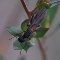 Polyrhachis sp. (genus) at Mongarlowe, NSW - suppressed