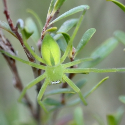Neosparassus patellatus (Tasmanian Badge Huntsman) at Mongarlowe, NSW - 29 Sep 2023 by LisaH