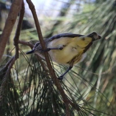 Acanthiza chrysorrhoa (Yellow-rumped Thornbill) at Isabella Pond - 30 Sep 2023 by RodDeb