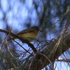 Acanthiza chrysorrhoa at Monash, ACT - 30 Sep 2023