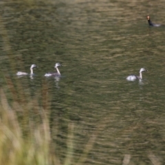 Poliocephalus poliocephalus (Hoary-headed Grebe) at Monash, ACT - 30 Sep 2023 by RodDeb