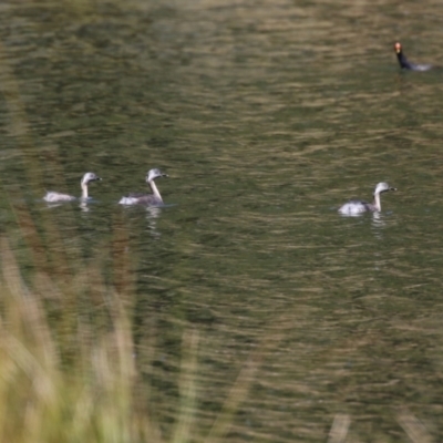 Poliocephalus poliocephalus (Hoary-headed Grebe) at Monash, ACT - 30 Sep 2023 by RodDeb