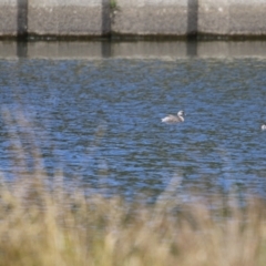 Poliocephalus poliocephalus at Monash, ACT - 30 Sep 2023