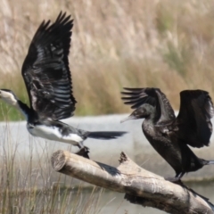 Microcarbo melanoleucos (Little Pied Cormorant) at Monash, ACT - 30 Sep 2023 by RodDeb