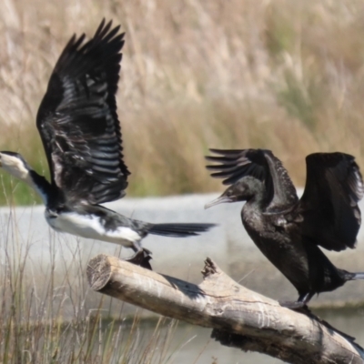 Microcarbo melanoleucos (Little Pied Cormorant) at Tuggeranong Creek to Monash Grassland - 30 Sep 2023 by RodDeb