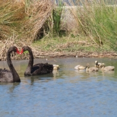 Cygnus atratus (Black Swan) at Tuggeranong Creek to Monash Grassland - 30 Sep 2023 by RodDeb